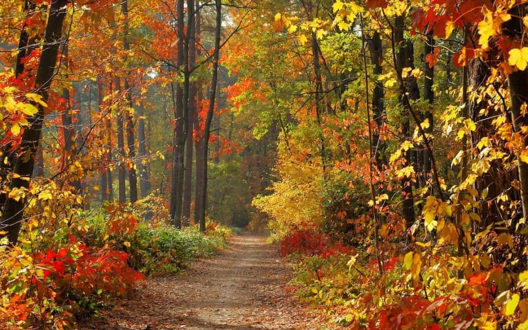 Créer sa santé avec l’énergie des saisons (automne)