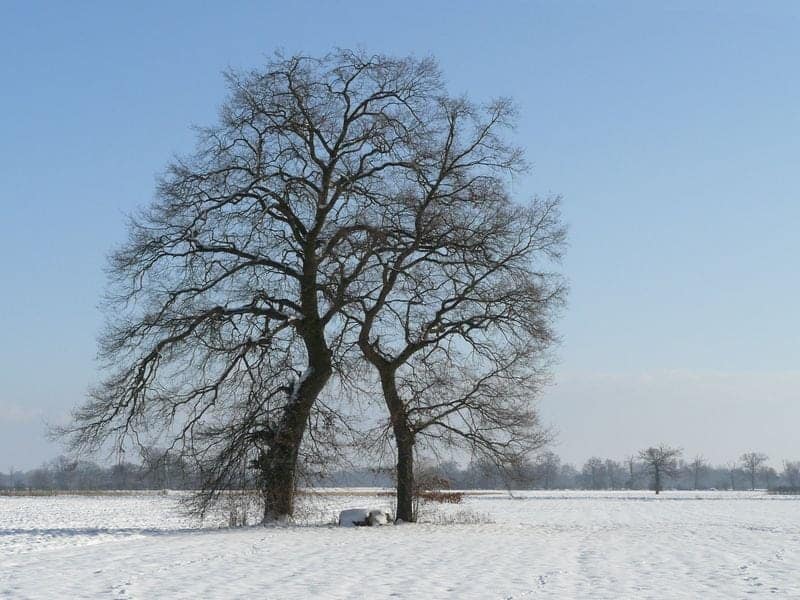 Le nouvel an des arbres