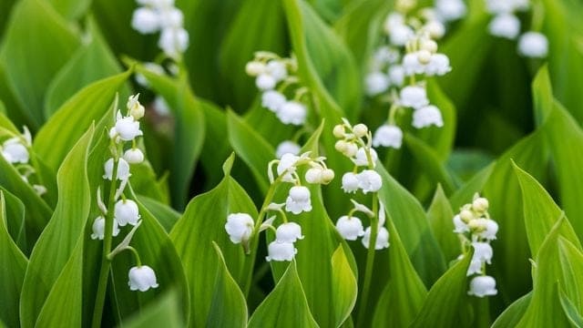 Le 1er Mai