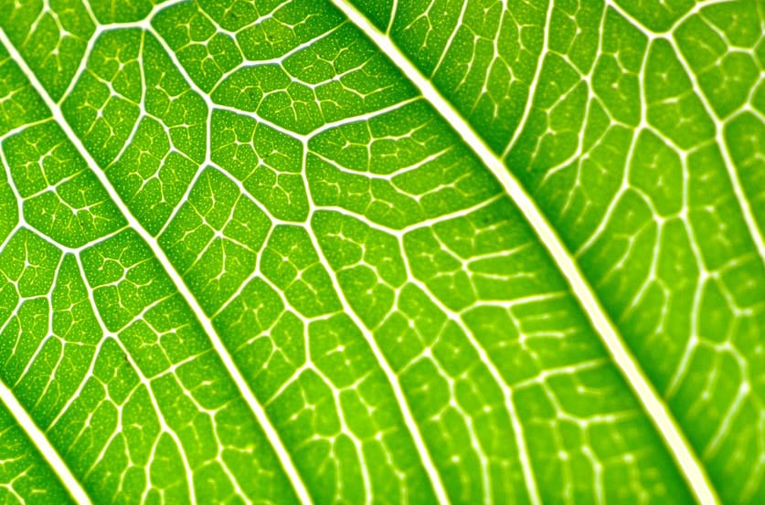 Avril égal Chlorophylle